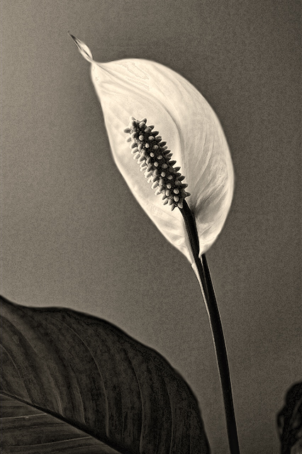 Peace Lily