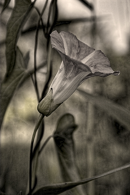 morning glory