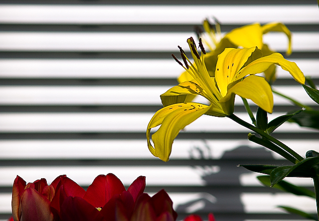 lily & tulip display