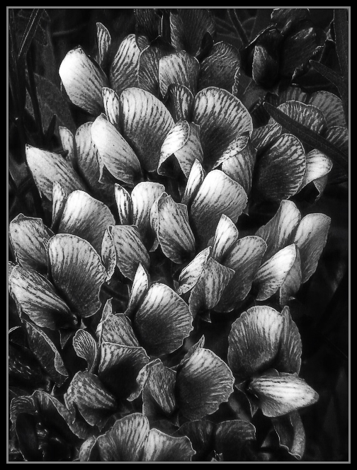 __cream wild indigo__