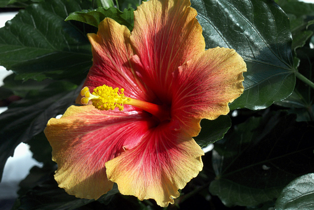 hibiscus