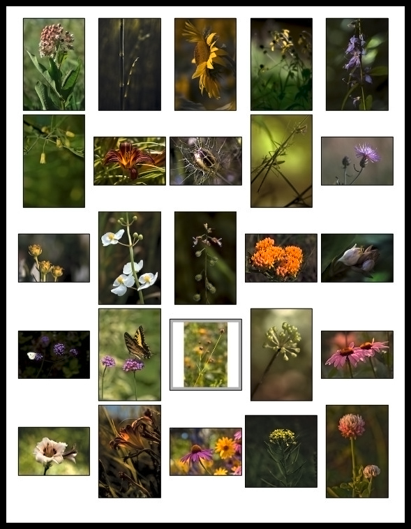 August Flowers