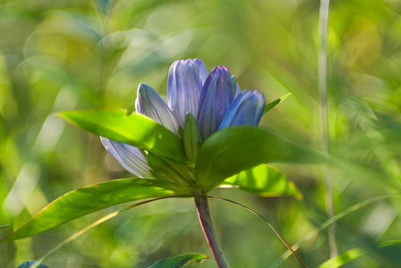 Closed Bottle Gentian