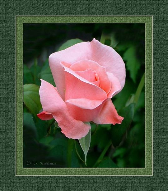 pinkrose-framed.jpg