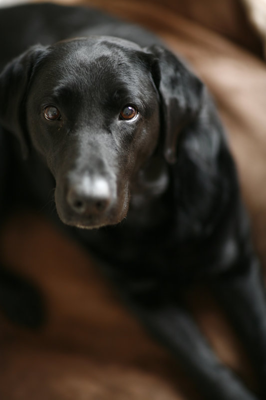 melody85mm.jpg