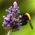 Breakfast Bee