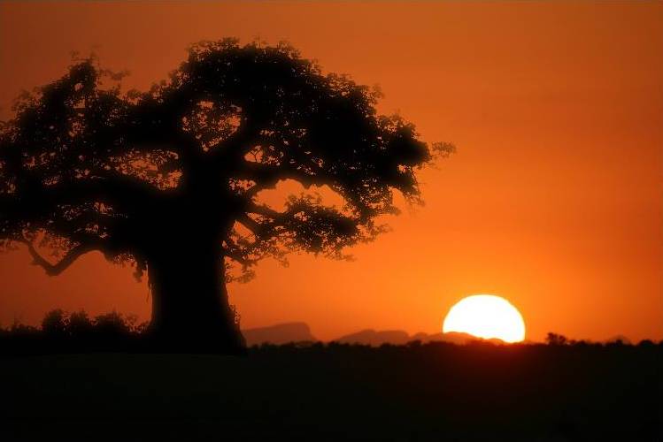 Baobab