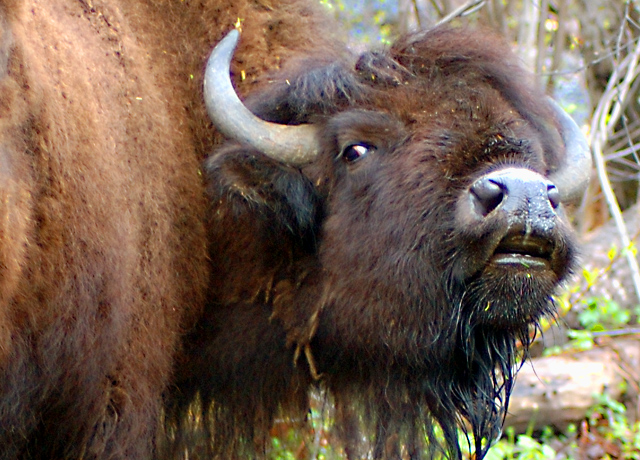 The Bison