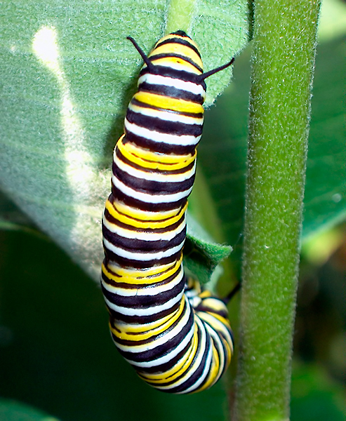 The Caterpillar