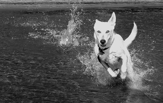 Puppy's First Swim