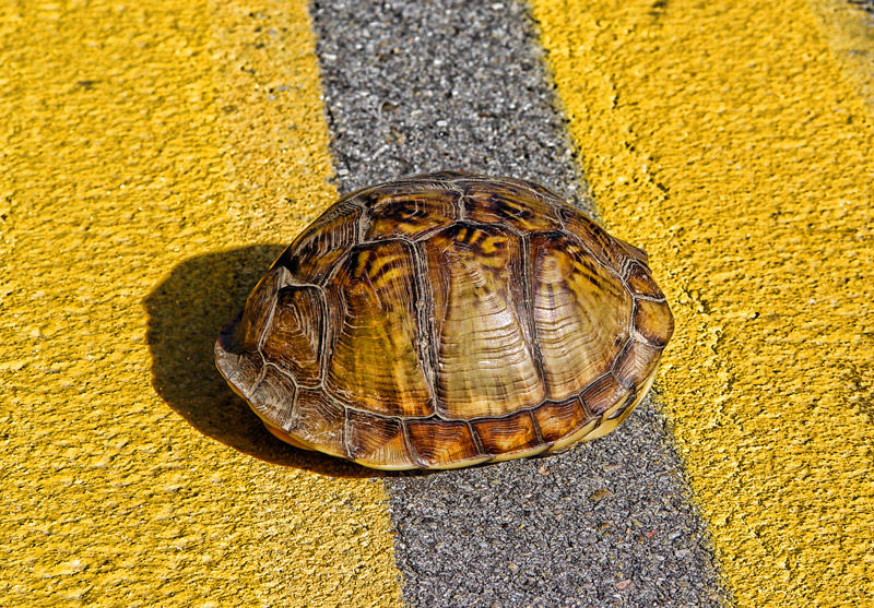 TurtileDSC00111