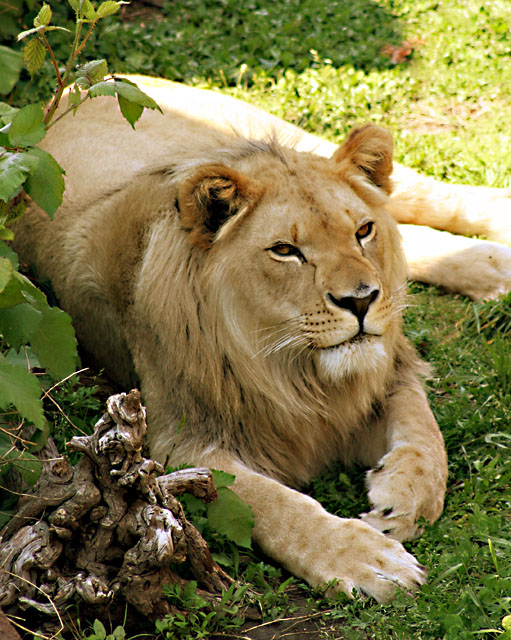 lion.jpg