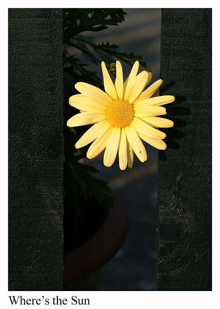 sun
