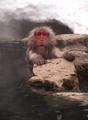 Hot Spring Monkey