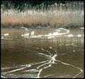 Golden Tides