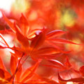 Maple
