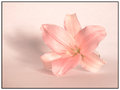 Purely pink