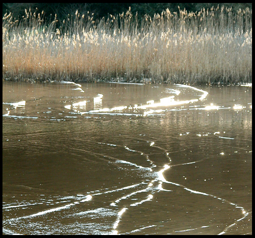 Golden Tides