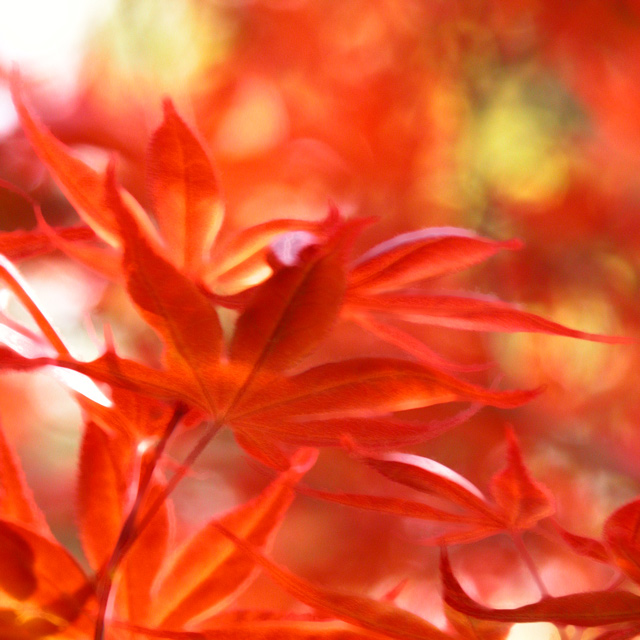 Maple