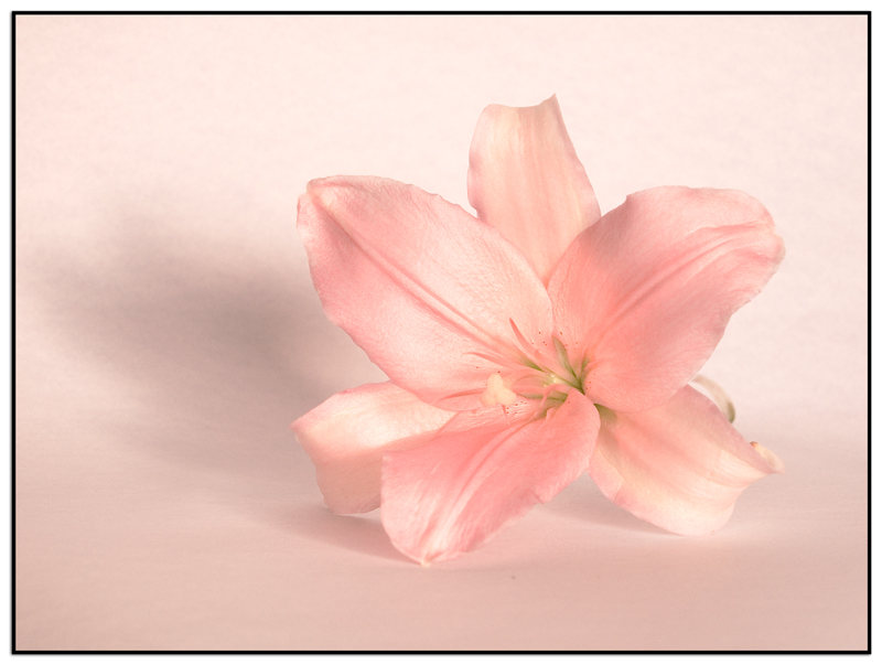 Purely pink