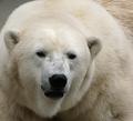 Polar bear
