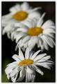 daisy with shadow border