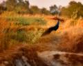 Peacock in the field