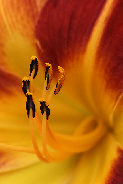 Radiating flowers