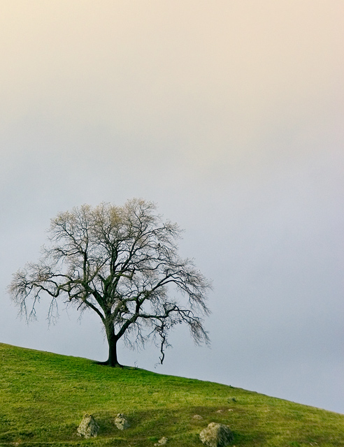 The Wishing Tree