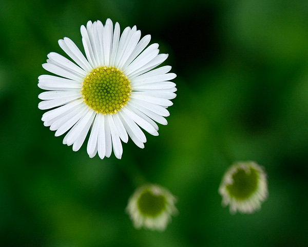 Blooming