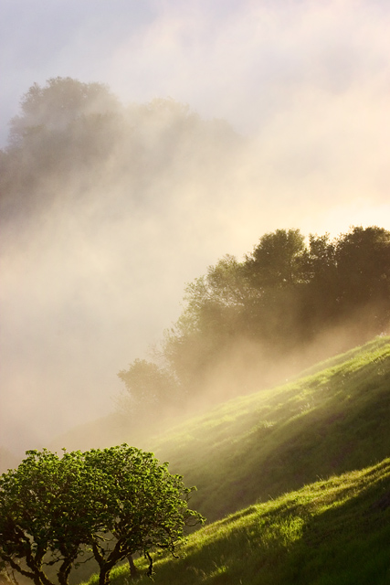 foggy evening