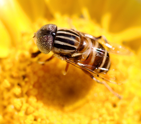 Drone fly