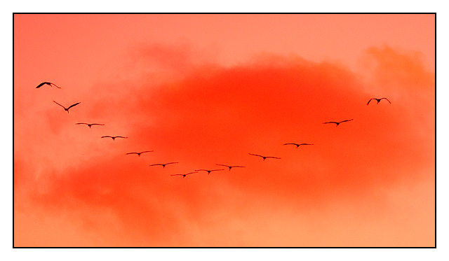 birds, sunset