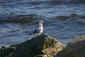 Gull.jpg