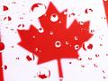 Maple Leaf (640 px).jpg