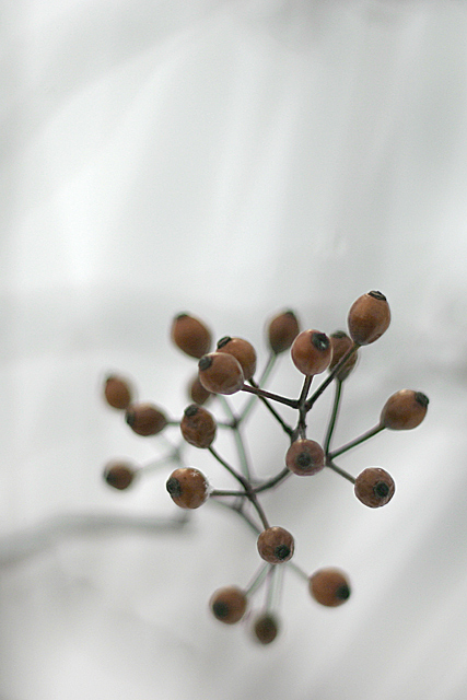 Winter-Berries.jpg