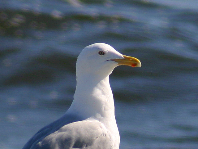 gull-100%.jpg