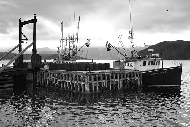 Woody Point Long Liners Desat.jpg