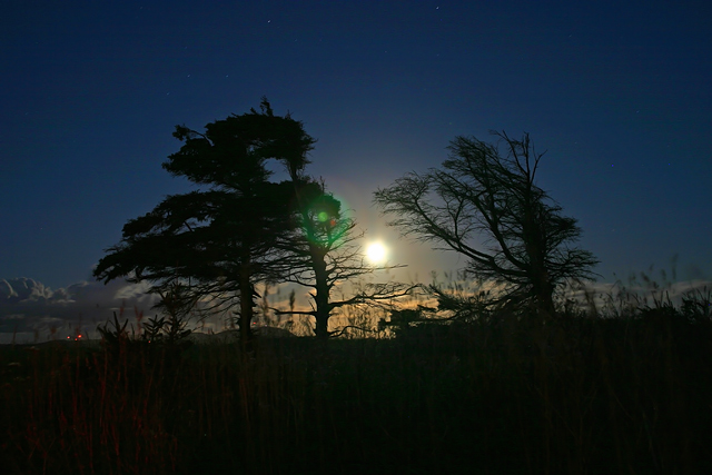 Moonlit-Tuckamore.jpg