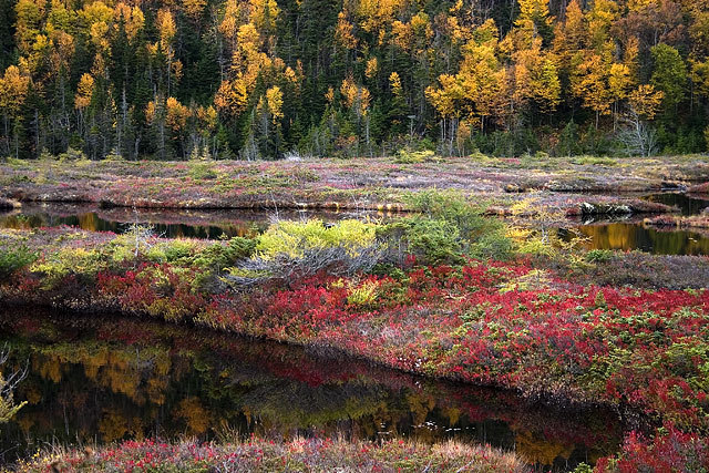 Gull-Pond-Bog.jpg