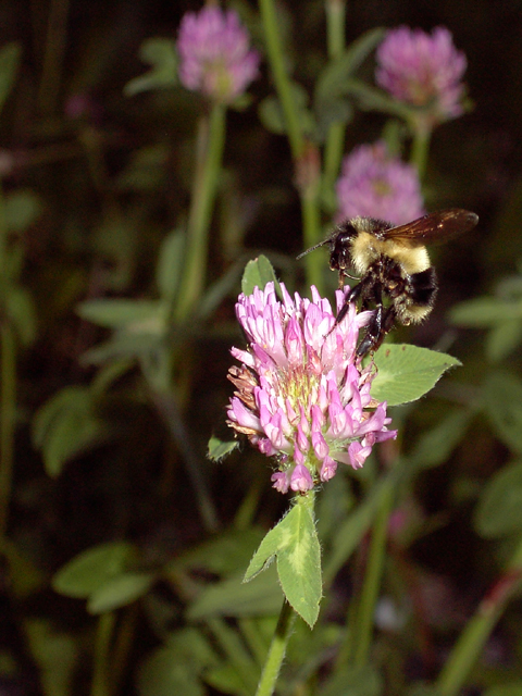 Bumble Bee on Purple Clover (640 px).jpg