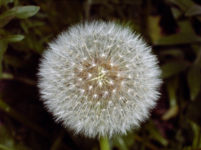 Dandelion Seed Head (640 px).jpg