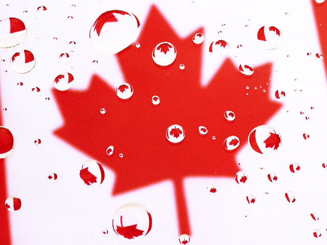 Maple Leaf (640 px).jpg