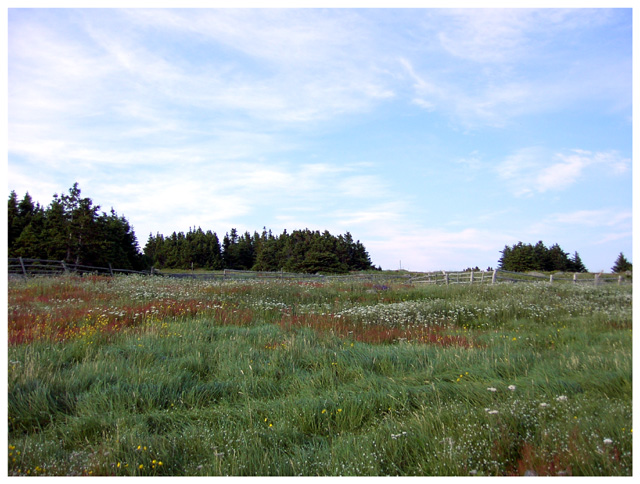 Meadow (640 px).jpg
