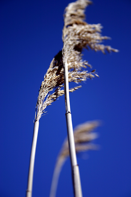 Grass.jpg
