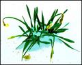 Daffodils in the Snow