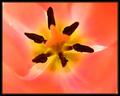 Inside a Tulip