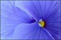 Soft Blue
