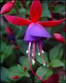 Spring Flower
