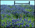 Texas Bluebonnets